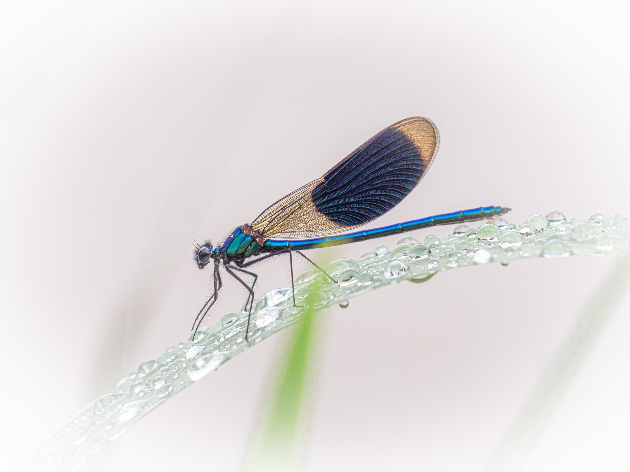 Demoiselle
