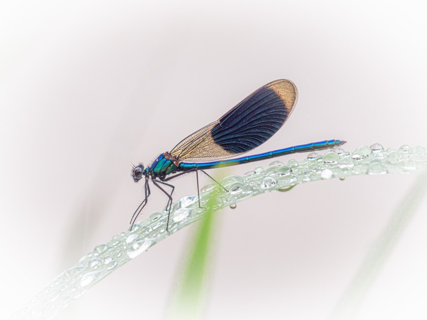 Demoiselle