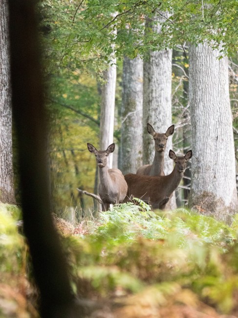 Les Veilleuses de la forêt