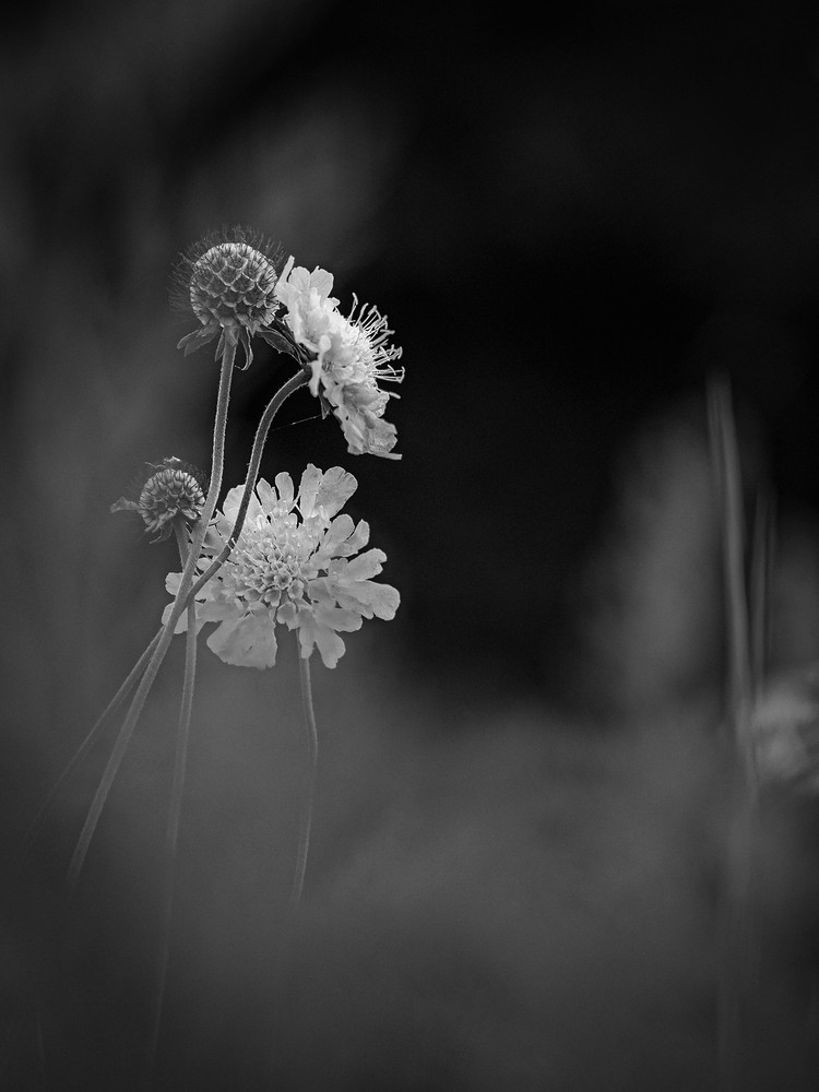 Murmure d’ombre